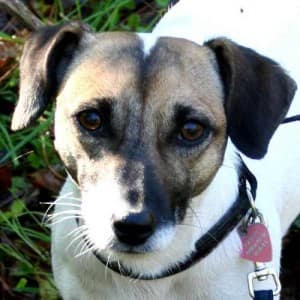 Dog training: what should I teach my dog first? - training, puppies - TotallyDogsBlog.com