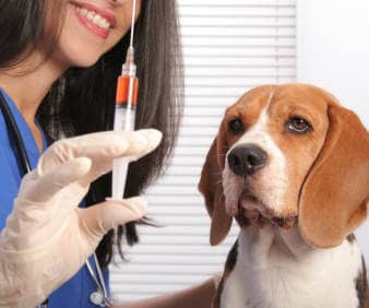 Stem cell therapy progress helps dogs - health, dogs - TotallyDogsBlog.com