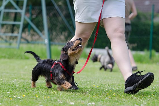 Four steps to becoming a dog trainer - dogs, career - TotallyDogsBlog.com