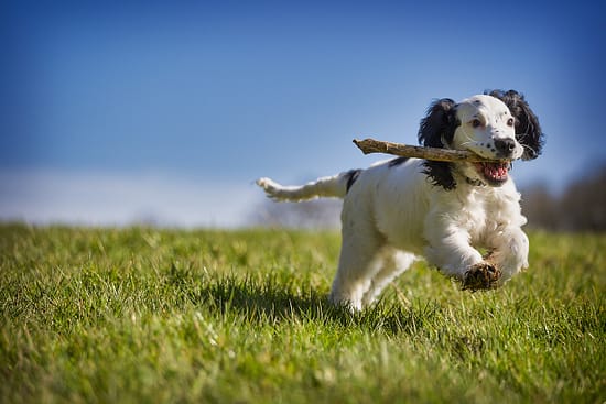 Ten things you can do with a dog! - dogs, activities - TotallyDogsBlog.com