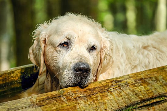 Caring for older dogs - dogs, age - TotallyDogsBlog.com