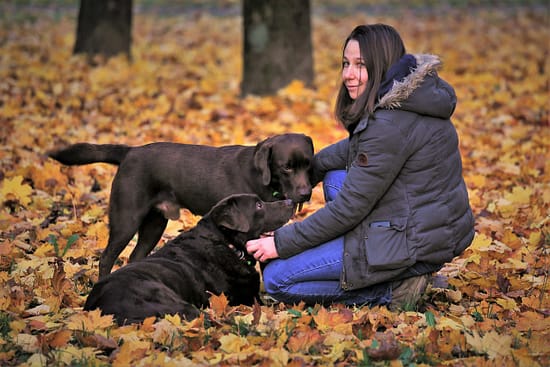 The use of jackpots in dog training - training, dogs - TotallyDogsBlog.com