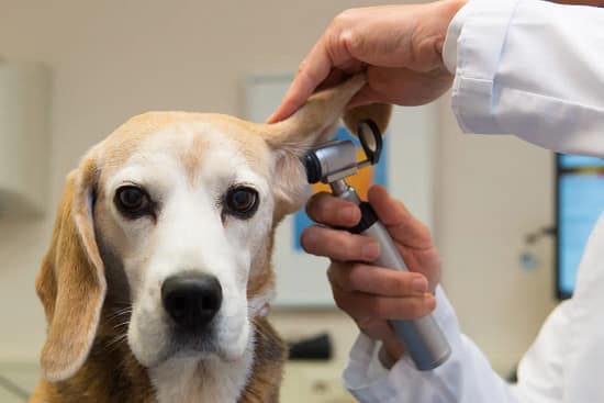 Vet Checks: the answer to extreme dog breeding - health, dogs - TotallyDogsBlog.com