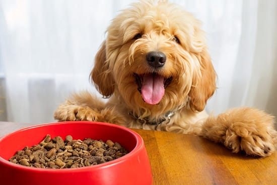 how-to-make-dog-food-more-tasty-and-appealing-totallydogsblog.com