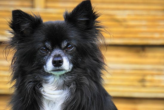 A Heroic Chihuahua Thwarts Dognapping Attempt - sugar, dogs - TotallyDogsBlog.com