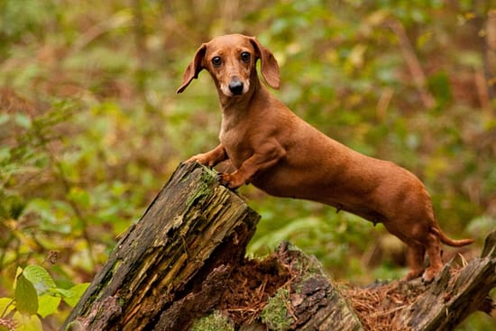 Are Dachshunds Hypoallergenic? - Hypoallergenic, dogs, Dachshunds - TotallyDogsBlog.com
