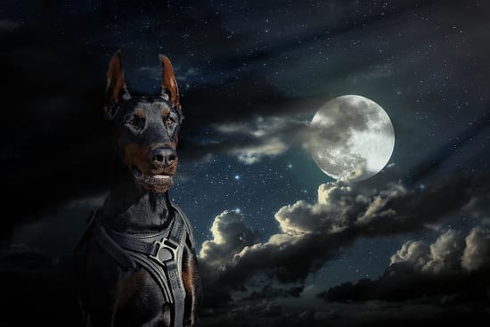 Are Dogs Nocturnal Creatures? - sleep, dog - TotallyDogsBlog.com