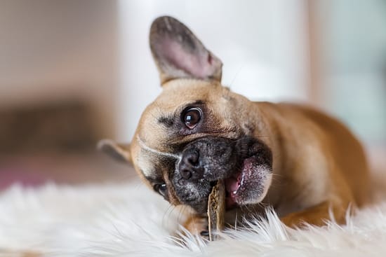 Best Food for French Bulldog Puppy: Tips for a Healthy Start - puppies, food - TotallyDogsBlog.com