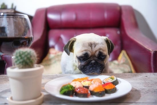 Can Dogs Eat Lobster? Exploring Seafood Safety - seafood, lobster, dogs, dog - TotallyDogsBlog.com