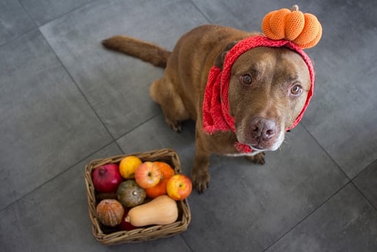 Can dogs eat mandarins? - mandarins, food, dogs - TotallyDogsBlog.com