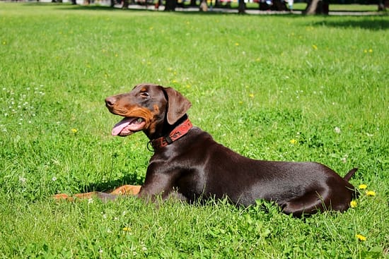 Doberman with Uncropped Ears: Embracing Natural Beauty - Ears, dogs, doberman, breeds - TotallyDogsBlog.com