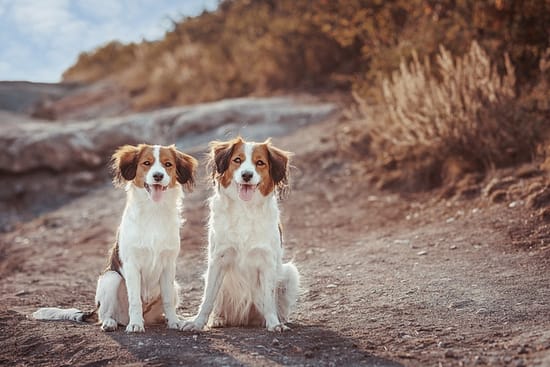 Dutch Dog Breeds: Canines of the Netherlands - Dutch, dogs, breeds - TotallyDogsBlog.com