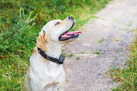 Esky Rechargeable Remote Control Dog Training Collar Review - tools, dogs - TotallyDogsBlog.com
