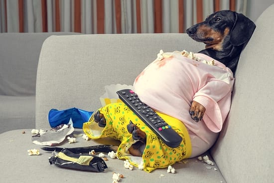 Fat Dogs: The Truth About Canine Health and Body Weight - fat, dogs, dog - TotallyDogsBlog.com