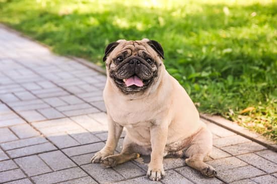 Fat Pug: The Round Charm - pugs, pug, health, fat, dogs - TotallyDogsBlog.com