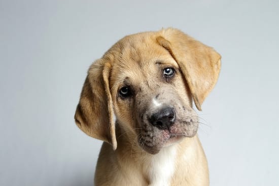 How Long After Neutering Dog is Testosterone Gone? - testosterone, dogs, dog - TotallyDogsBlog.com