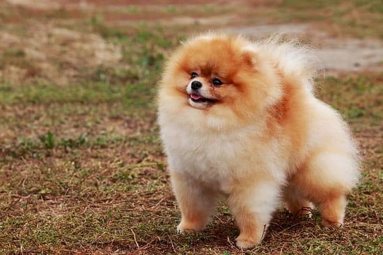 How Long do Spitz Live? - Spitz, dogs, breeds - TotallyDogsBlog.com