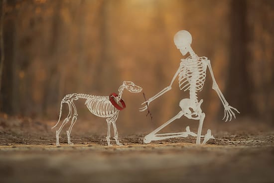 How Many Bones Does a Dog Have? - skeleton, dogs - TotallyDogsBlog.com