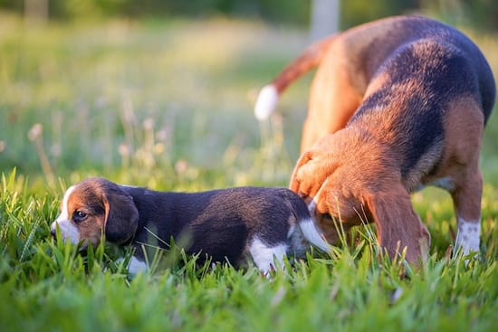 How to Soothe Dog Irritated Anus - health, dogs - TotallyDogsBlog.com