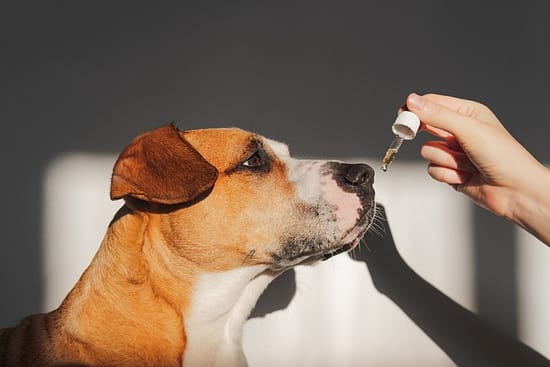 I Almost Killed My Dog with Fish Oil: Unveiling the Dangers - fish oil, dogs - TotallyDogsBlog.com