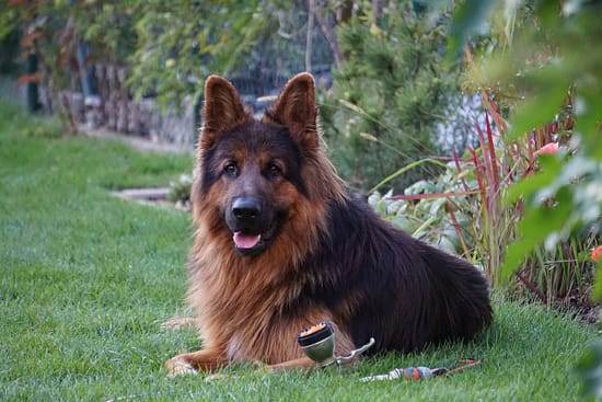 old-german-shepherd-dog-a-rare-and-loyal-breed-totallydogsblog.com