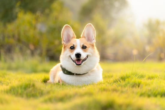 Pembroke Welsh Corgi: everything you need to know about this dog breed - dogs, corgi - TotallyDogsBlog.com