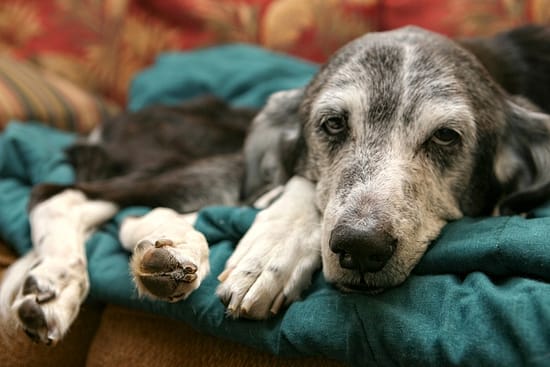 Should You Put a Dog Down with Vestibular Disease? - health, dog - TotallyDogsBlog.com