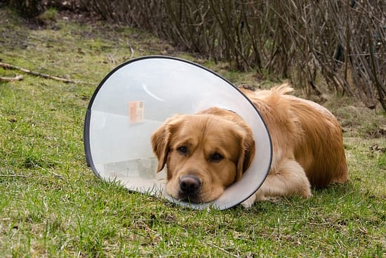 Signs Your Dog Needs to Be Neutered - neutering, dogs - TotallyDogsBlog.com
