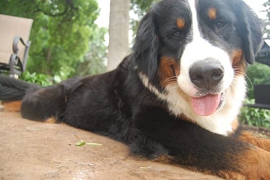 The Golden Mountain Dog: Traits, Behavior, and More - Golden, dogs, breeds - TotallyDogsBlog.com