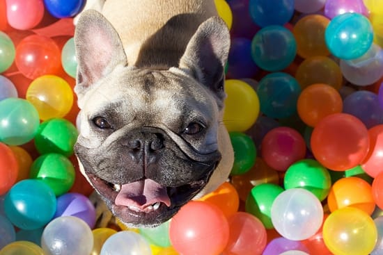 The Ultimate Guide to the Dog Ball Pit Extravaganza - puppies, dogs, Dog Ball Pit - TotallyDogsBlog.com