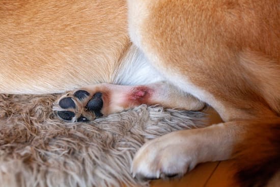 What Does Ringworm Look Like on a Dog? - Ringworm, dogs - TotallyDogsBlog.com