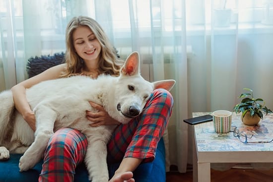 Why does my dog lay on me? - home, dogs - TotallyDogsBlog.com