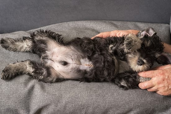 Should I Buy a Puppy with an Umbilical Hernia? - Umbilical Hernia, puppy - TotallyDogsBlog.com