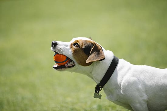 what-type-of-collar-is-best-for-dog-training-totallydogsblog.com