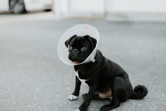 when-to-take-cone-off-dog-after-neuter-totallydogsblog.com