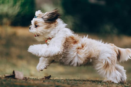 energetic and playful puppy breeds
