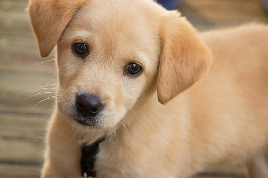 When Can Puppies Safely Navigate Stairs? – (Answered)