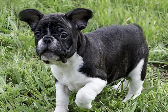 What Age Will My French Bulldog Calm Down? – What To Know