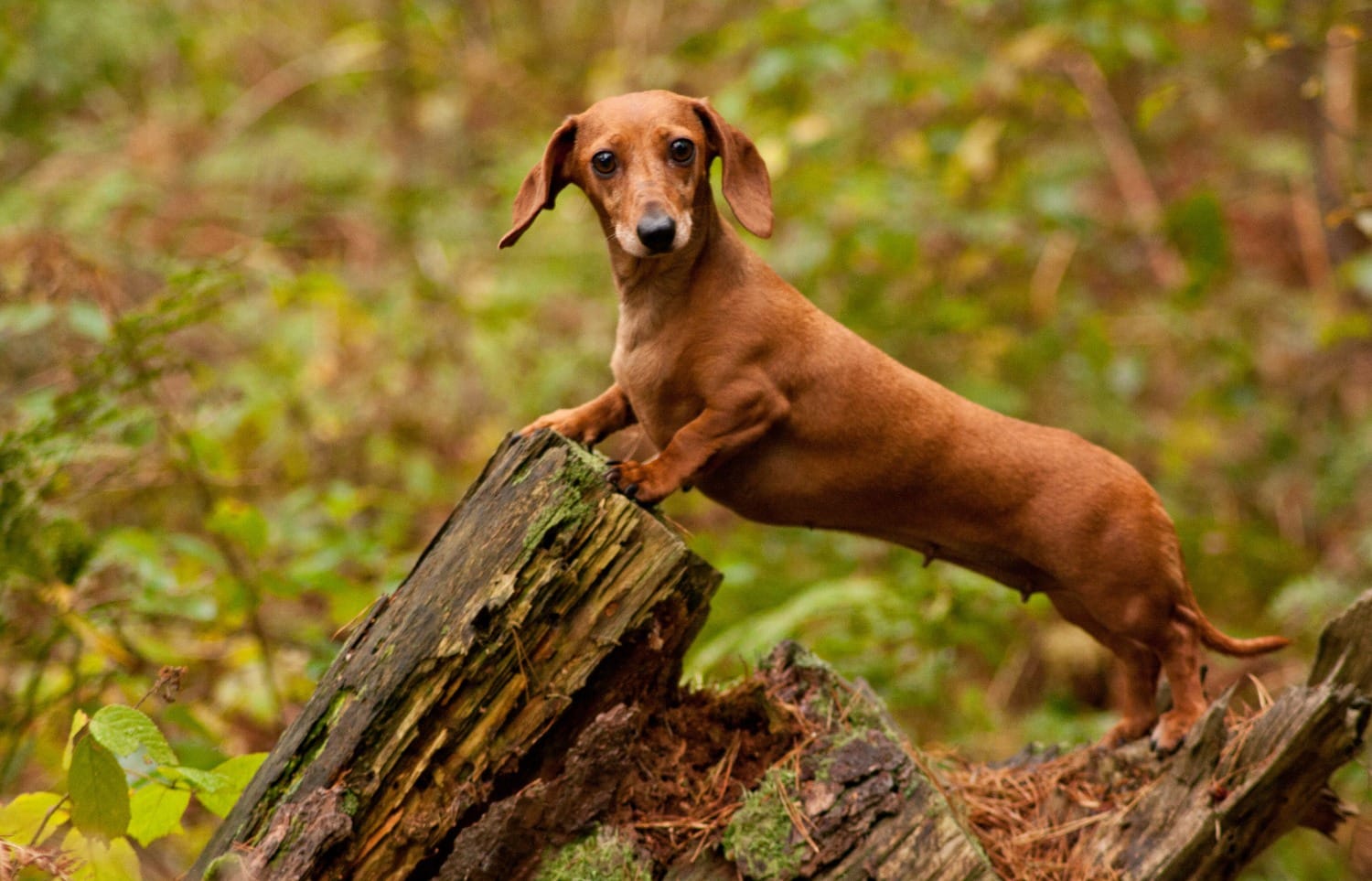 Are Dachshunds Hypoallergenic? Totally Dogs Blog