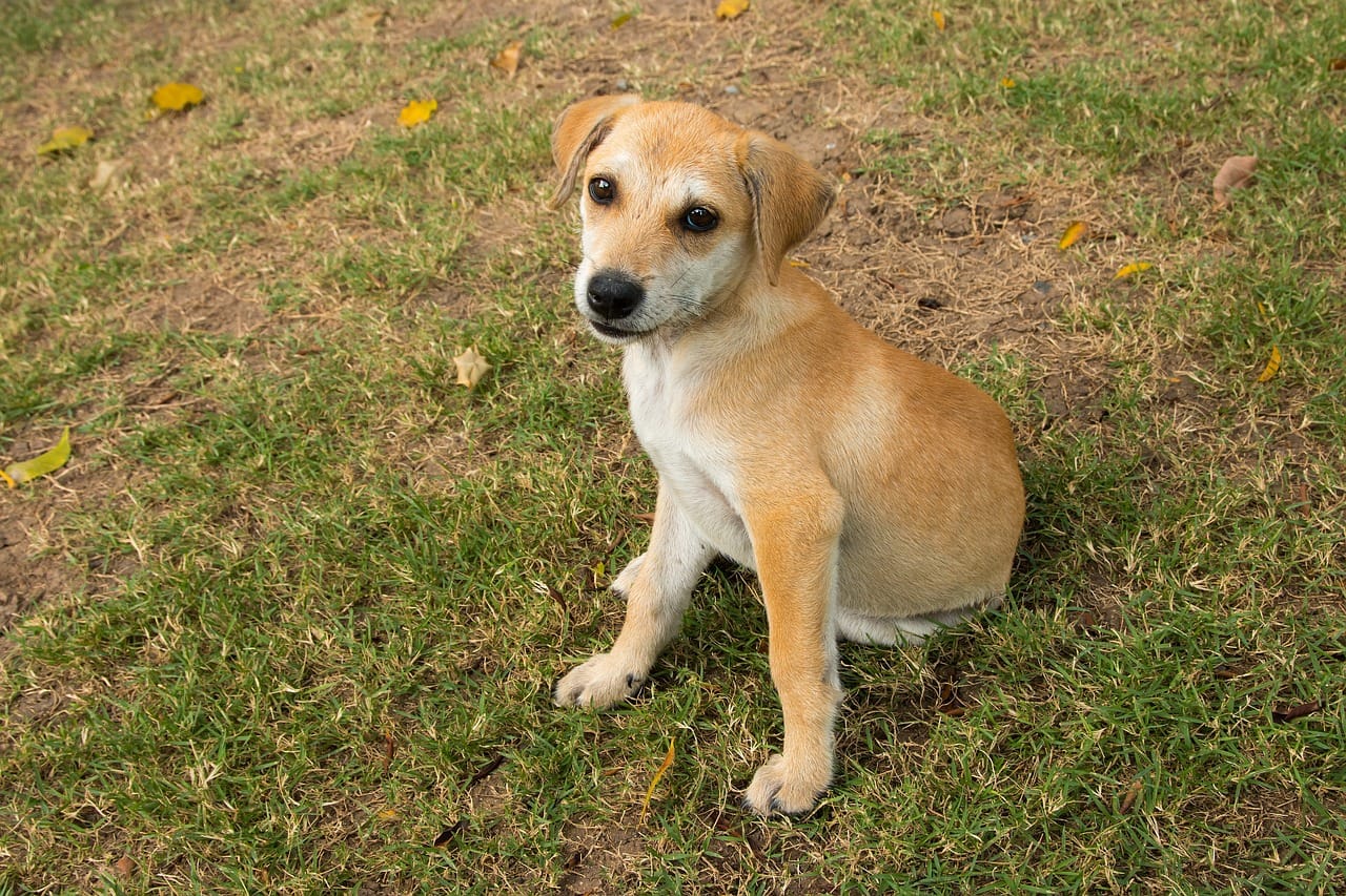 how-to-potty-train-your-dog-fast-the-complete-guide-totally-dogs-blog