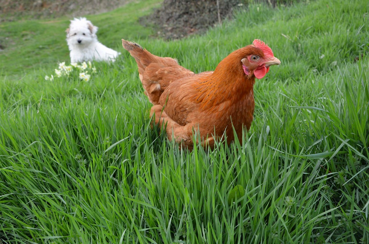 can-dogs-eat-chicken-skin-totally-dogs-blog